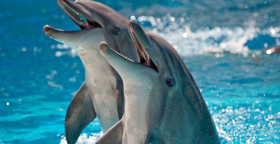 Лучший морской парк и дельфинарий на Коста дель Соль