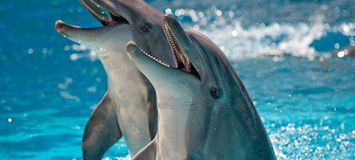 El mejor parque marino y delfinario de la Costa del Sol.