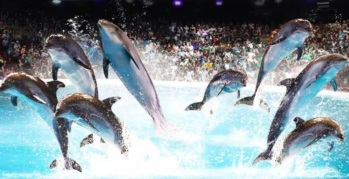 The best marine park and dolphinarium in Costa del Sol